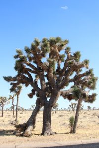 Joshua Trees