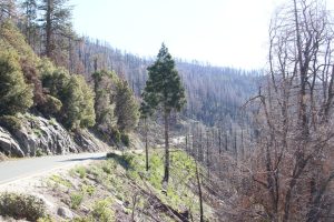 Verbrannter Wald