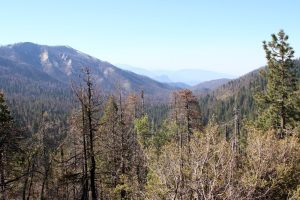 Redwood Mountain Overlook