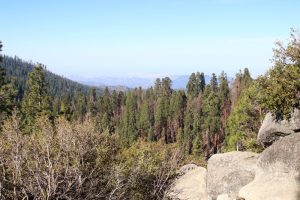 Redwood Mountain Overlook