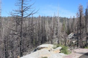 Verbrannter Wald