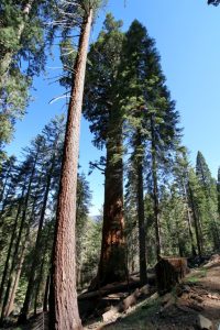 Der erste Sequoia