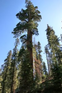 Sequoia