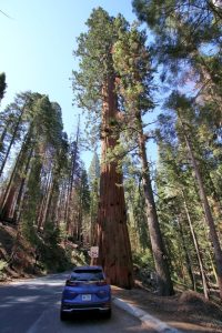 Sequoia mit meinem Auto davor