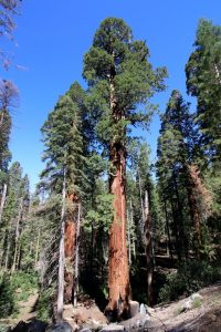 Sequoias