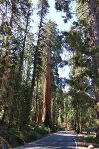 Sequoia