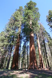 Sequoias