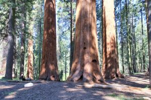 Sequoia