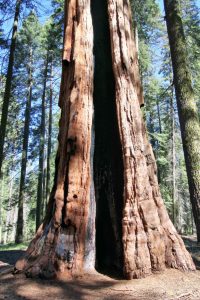 Sequoia mit Brandschaden