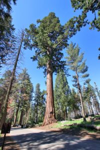 Sequoia