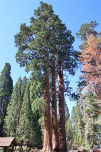 Sequoias
