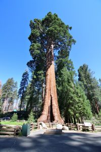 Sentinel Tree