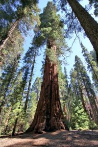 Sequoia
