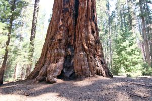 Die Basis eines Sequoia