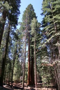 Sequoias