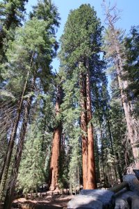 Sequoias