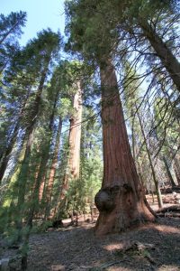 Sequoias
