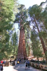 General Sherman Tree
