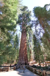 General Sherman Tree