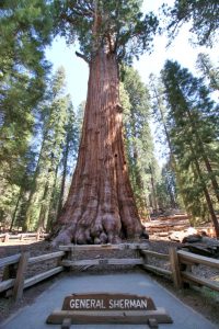 General Sherman Tree
