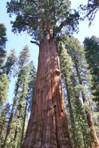 General Sherman Tree