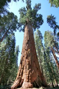 General Sherman Tree