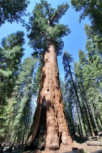 General Sherman Tree