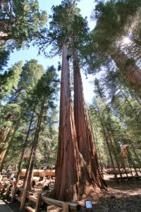 Sequoia Zwillinge