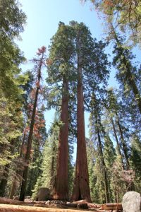 Sequoias