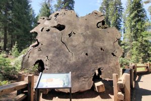 Schnitt durch einen Sequoia