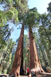 Sequoias (links mit Brandwunde)