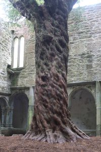 Große Eibe mitten im Kreuzgang