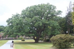 Muckross Garden