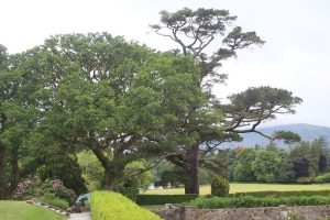 Muckross Garden