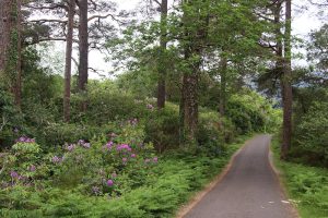 Wanderweg am Muckross Lake