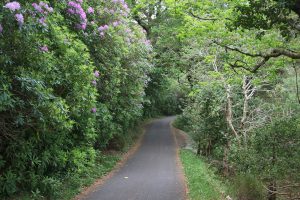 Wanderweg am Muckross Lake