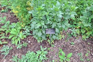 Im Giftgarten