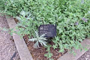 Im Giftgarten
