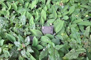Im Giftgarten