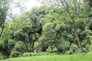 Powerscourt Gardens