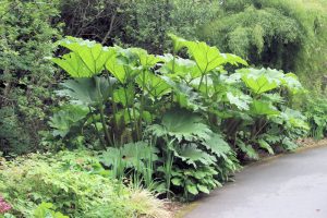 National Botanic Gardens