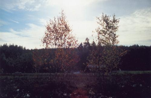 Birken im Gegenlicht