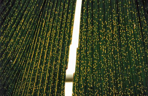 Ein Farnblatt, in der Mitte gespalten