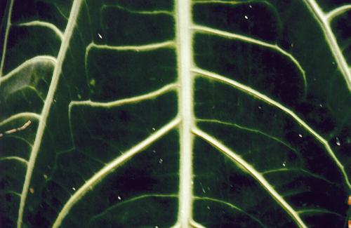 Zeichnung eines Blattes