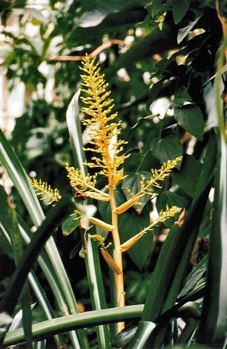 Blüte einer Farnart