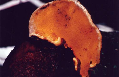 Richtig - ein Baumpilz!